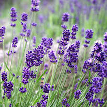 Last inn bildet i Galleri-visningsprogrammet, Luksus i skapet og i hverdagen – Lavendelpose med brodert motiv